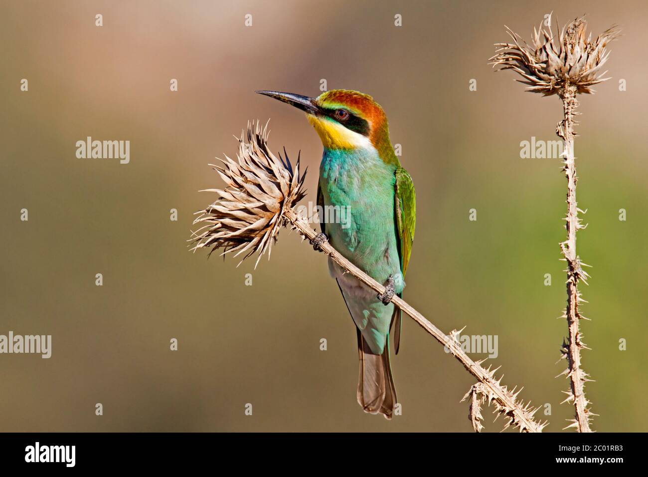 Green bee eater birds hi-res stock photography and images - Alamy