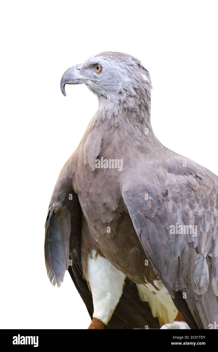 Lesser Fish Eagle ( Ichthyophaga humili ) Stock Photo