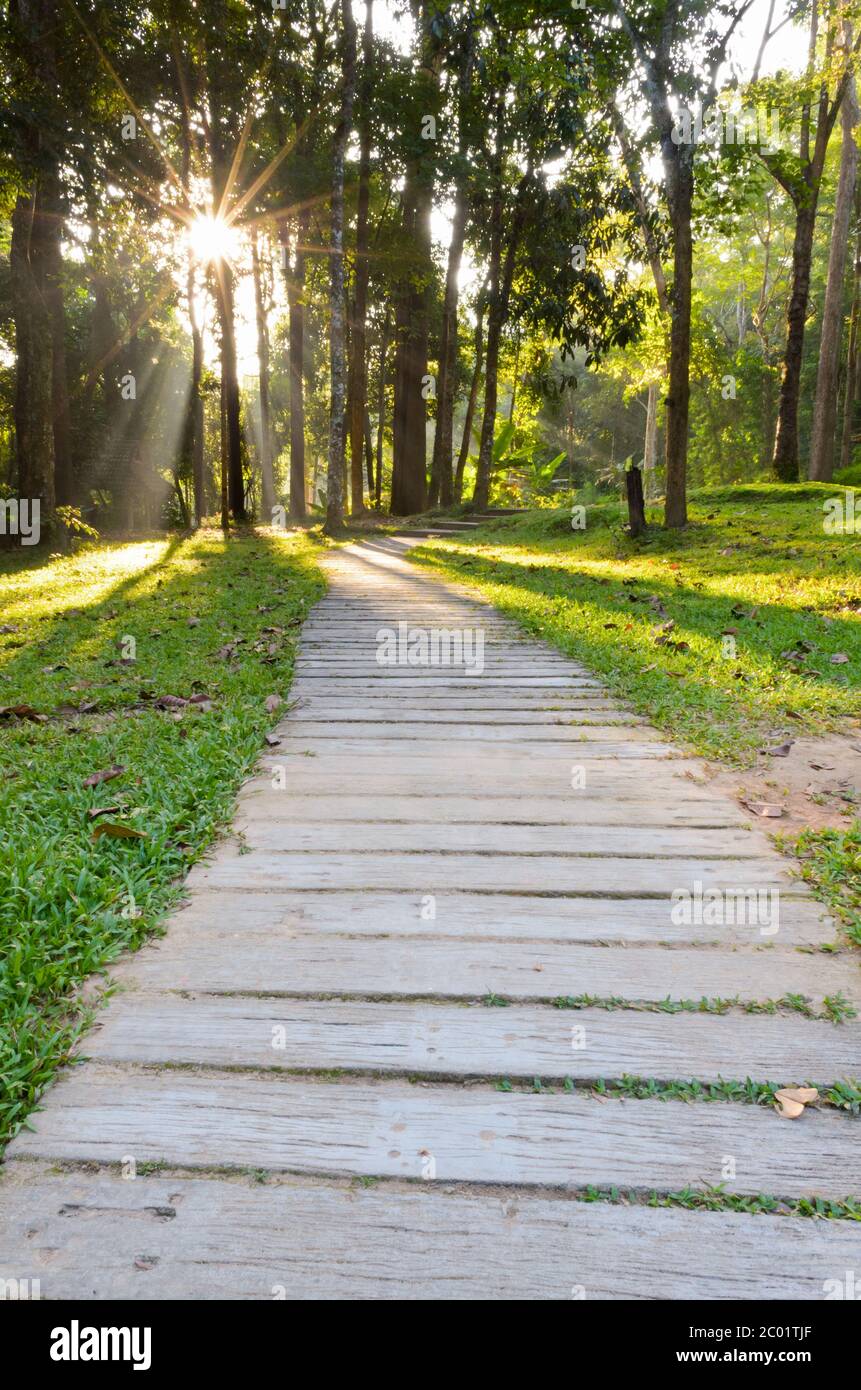Pathways in tropical forests morning Stock Photo