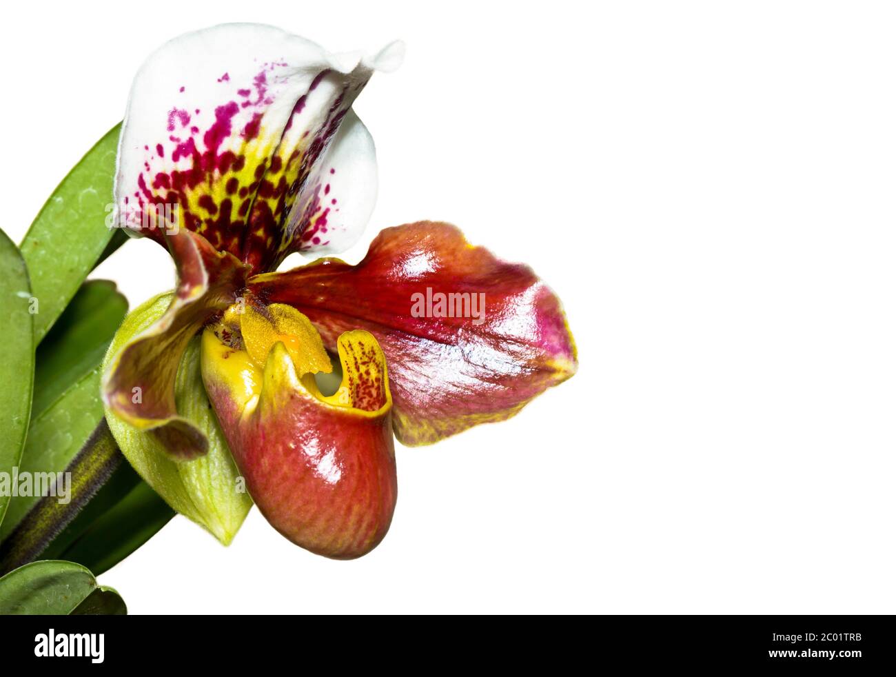 Slipper Orchid ( Paphiopedilum ) Exotic flowers isolated on white Stock Photo