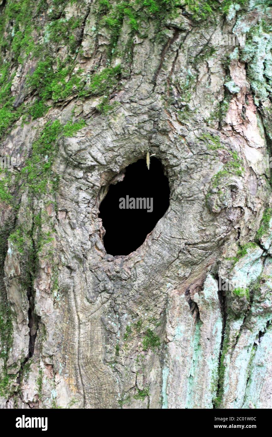 Old branch hole in tree hires stock photography and images Alamy