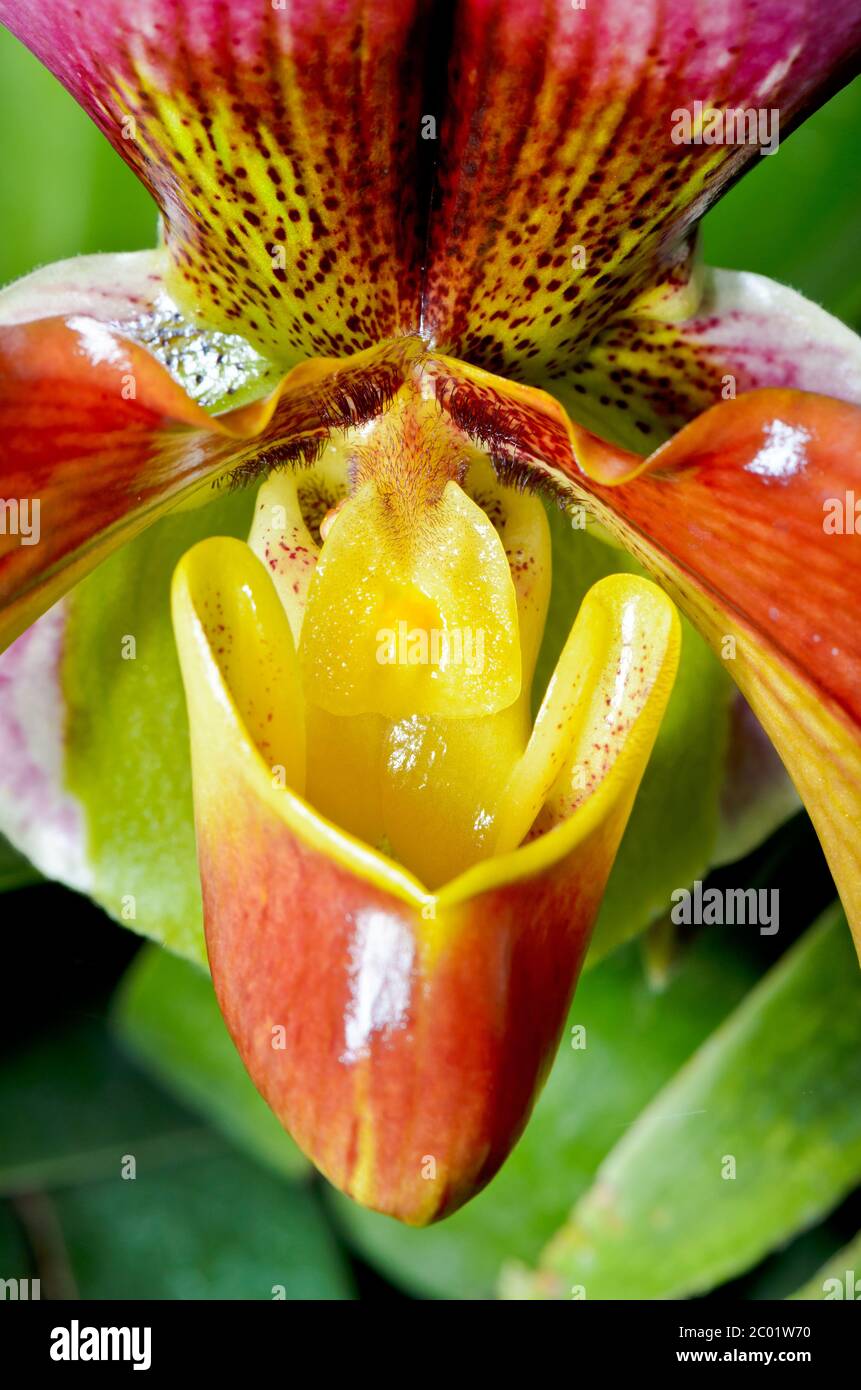 Slipper Orchid ( Paphiopedilum ) Exotic flowers Stock Photo