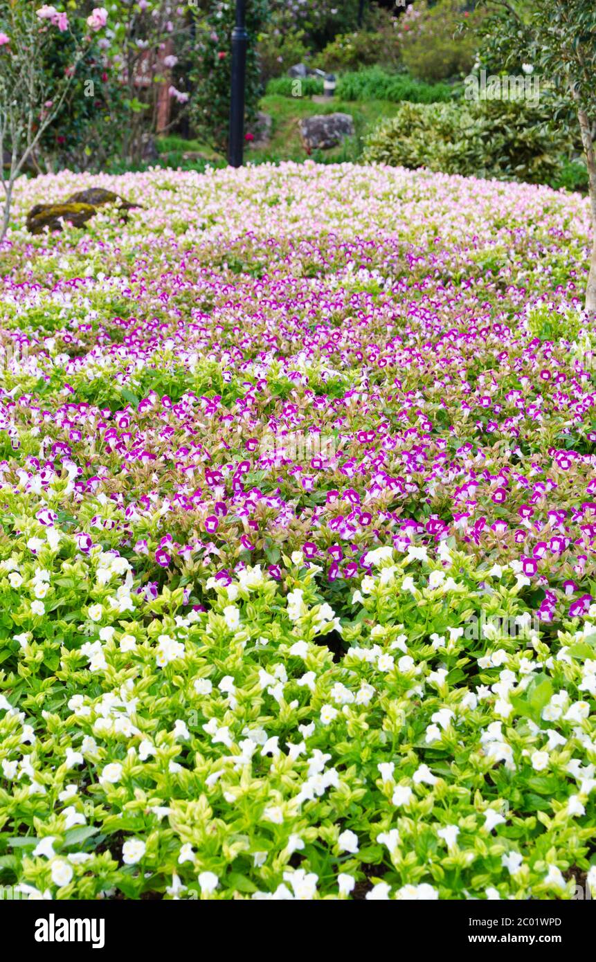 Wishbone Flower garden ( Torenia Fournieri Lindl ) Stock Photo