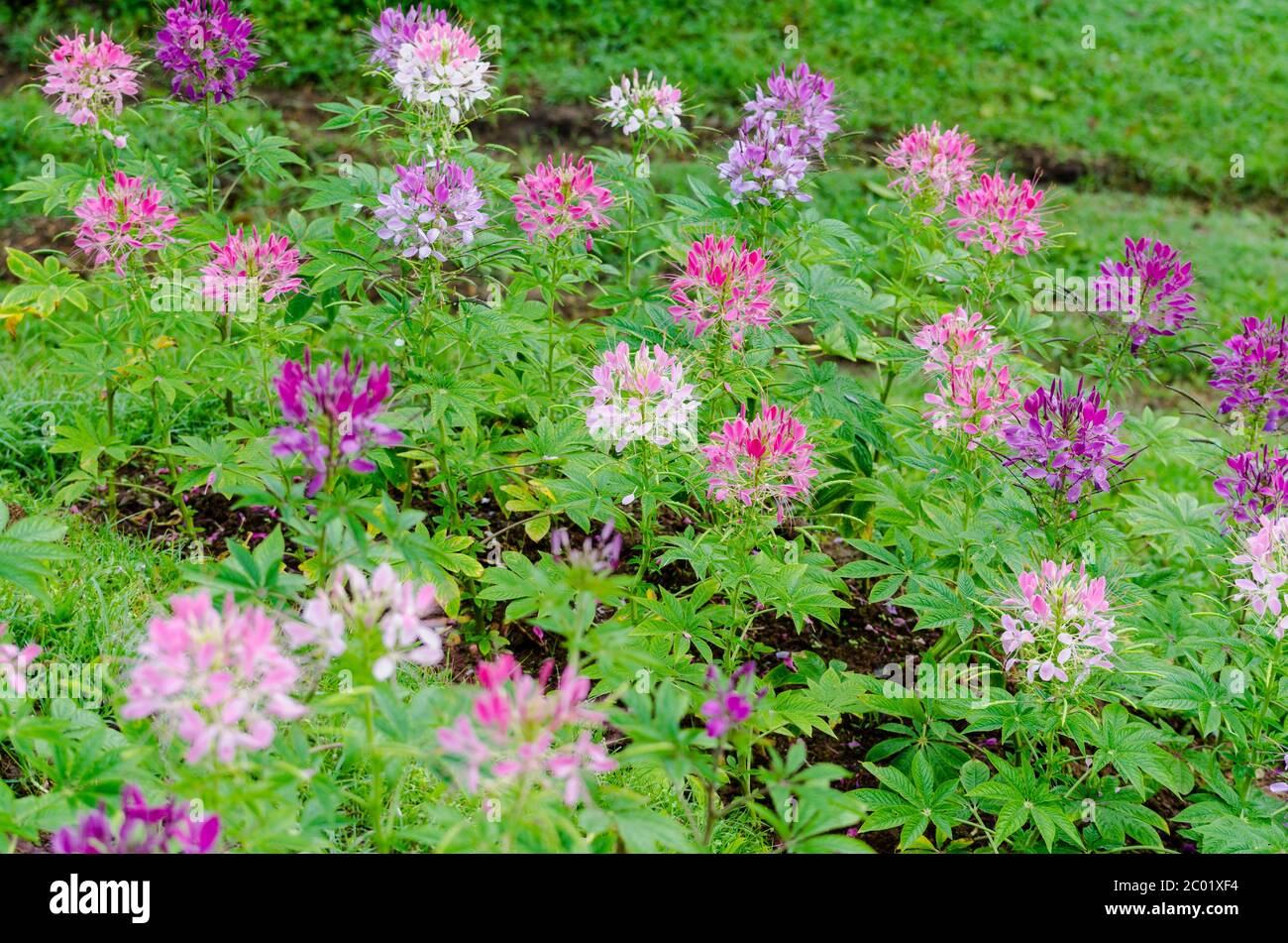 Garden flowers of Cleome with multi-colored Stock Photo