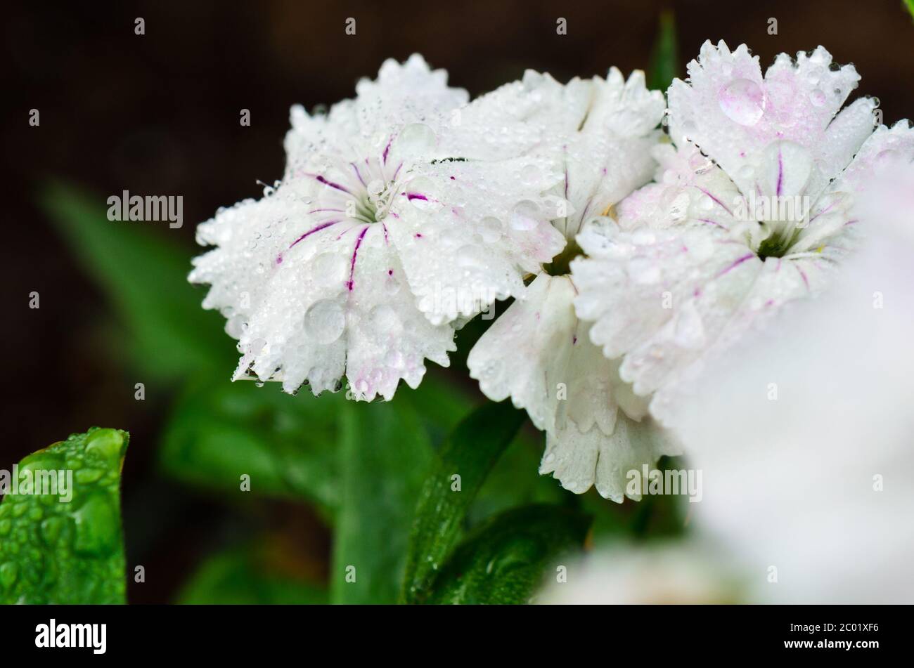 White Dianthus flowers filled with dew drops Stock Photo