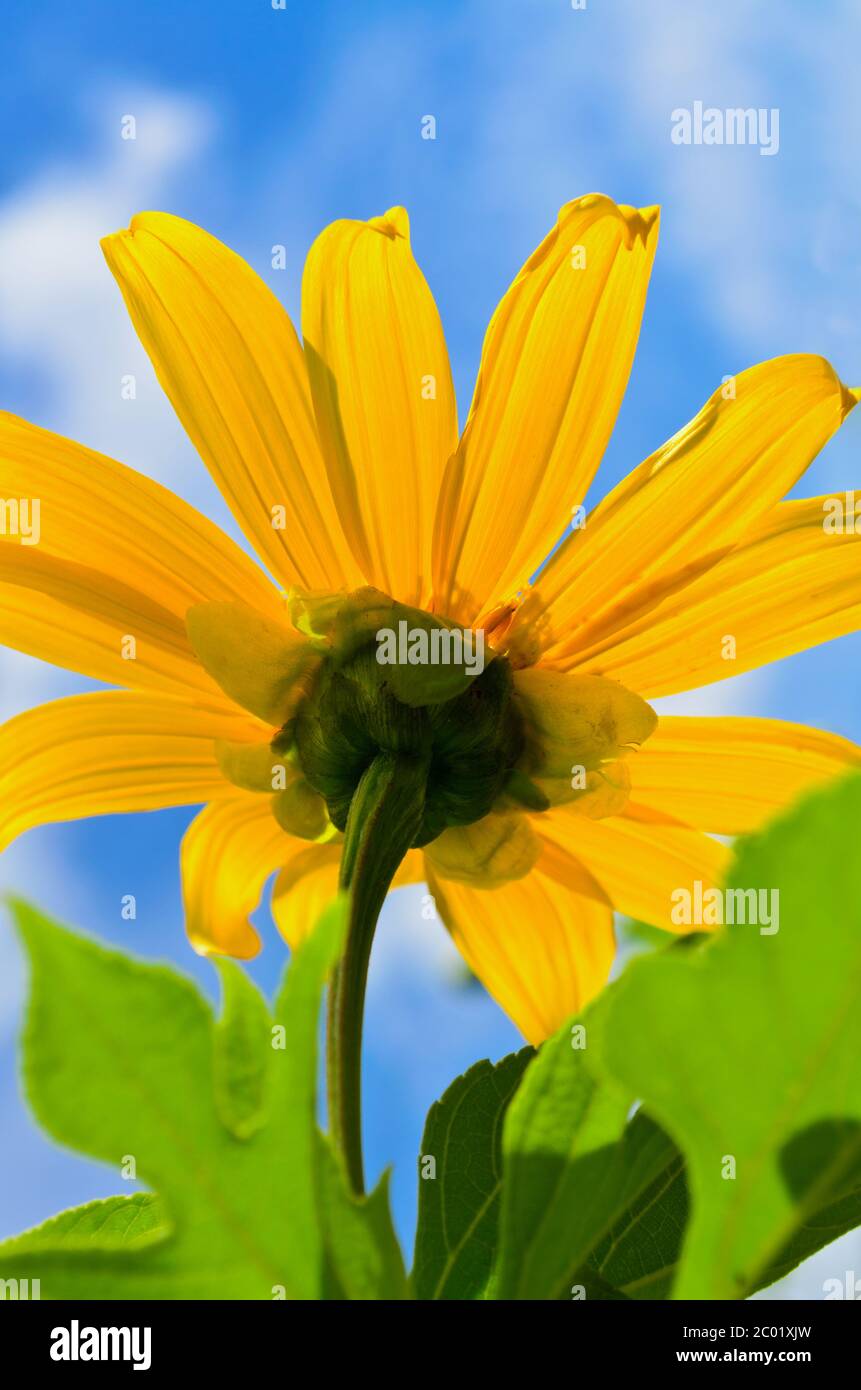 Close up Mexican Sunflower Weed, Flowers are bright yellow Stock Photo