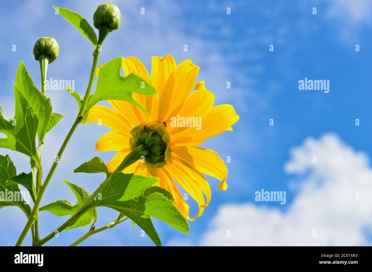 Mexican Sunflower Weed, Flowers are bright yellow Stock Photo Alamy