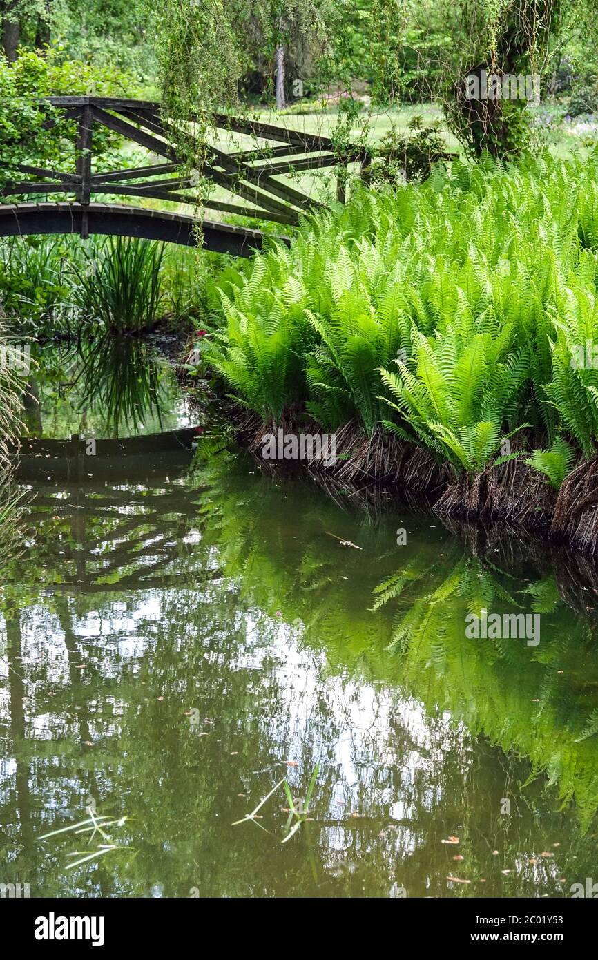 Wooden bridge over garden stream Ostrich fern on stream bank Stock Photo
