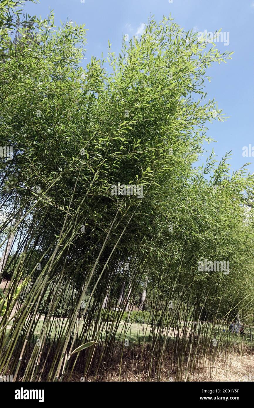 Phyllostachys humilis, long bamboo stalks against blue sky tall garden plants Stock Photo