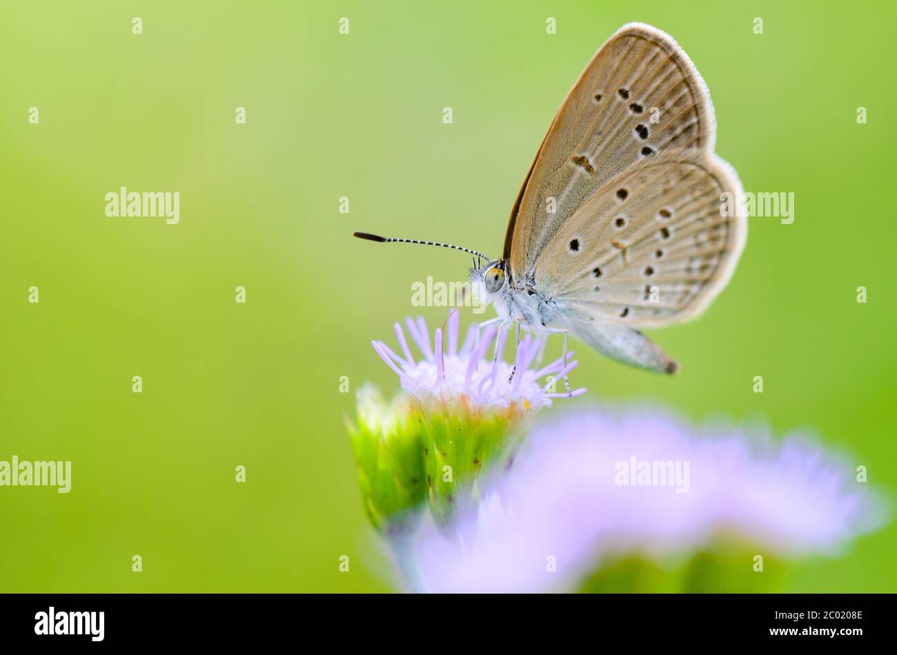 Close up small brown butterfly ( Tiny Grass Blue ) Stock Photo