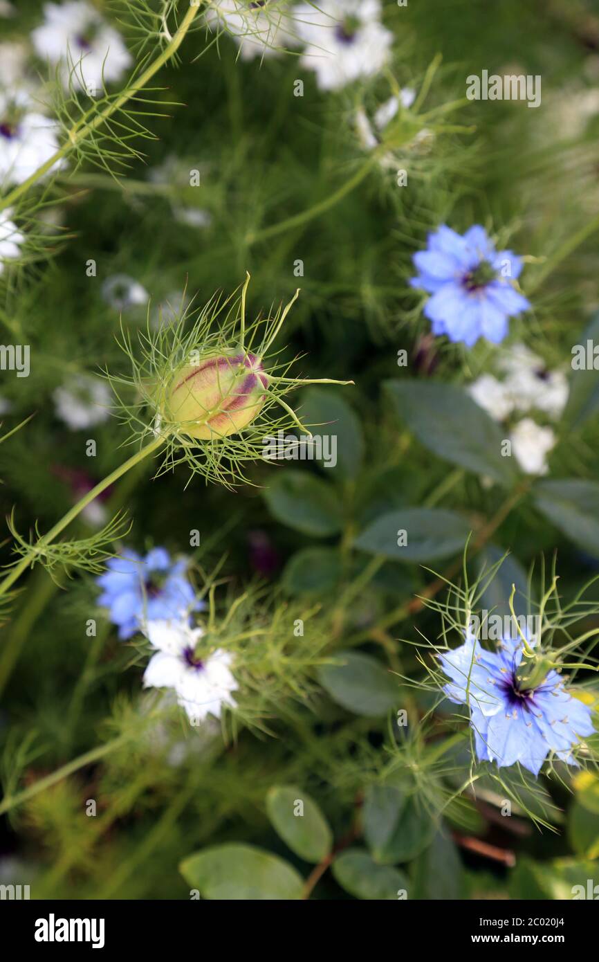 Love In The Mist Seed Pods High Resolution Stock Photography And Images Alamy Love In The Mist Seed Pods High Resolution Stock Photography And Images Alamy