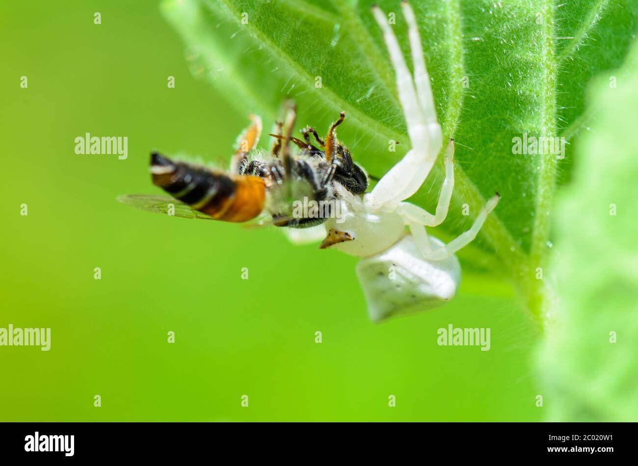 White Crab Spider eating a bee Stock Photo Alamy