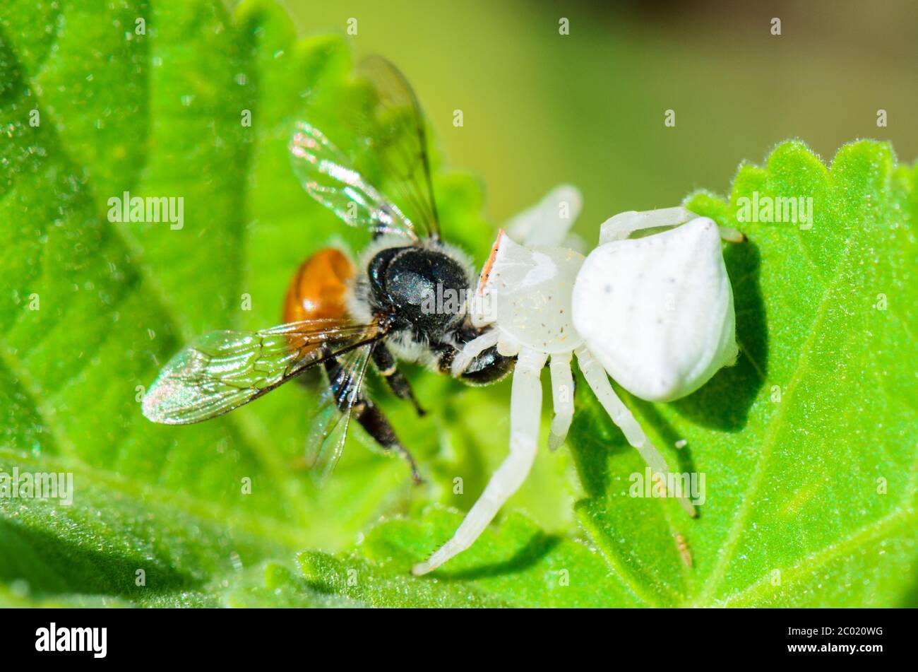 White Crab Spider eating a bee Stock Photo Alamy