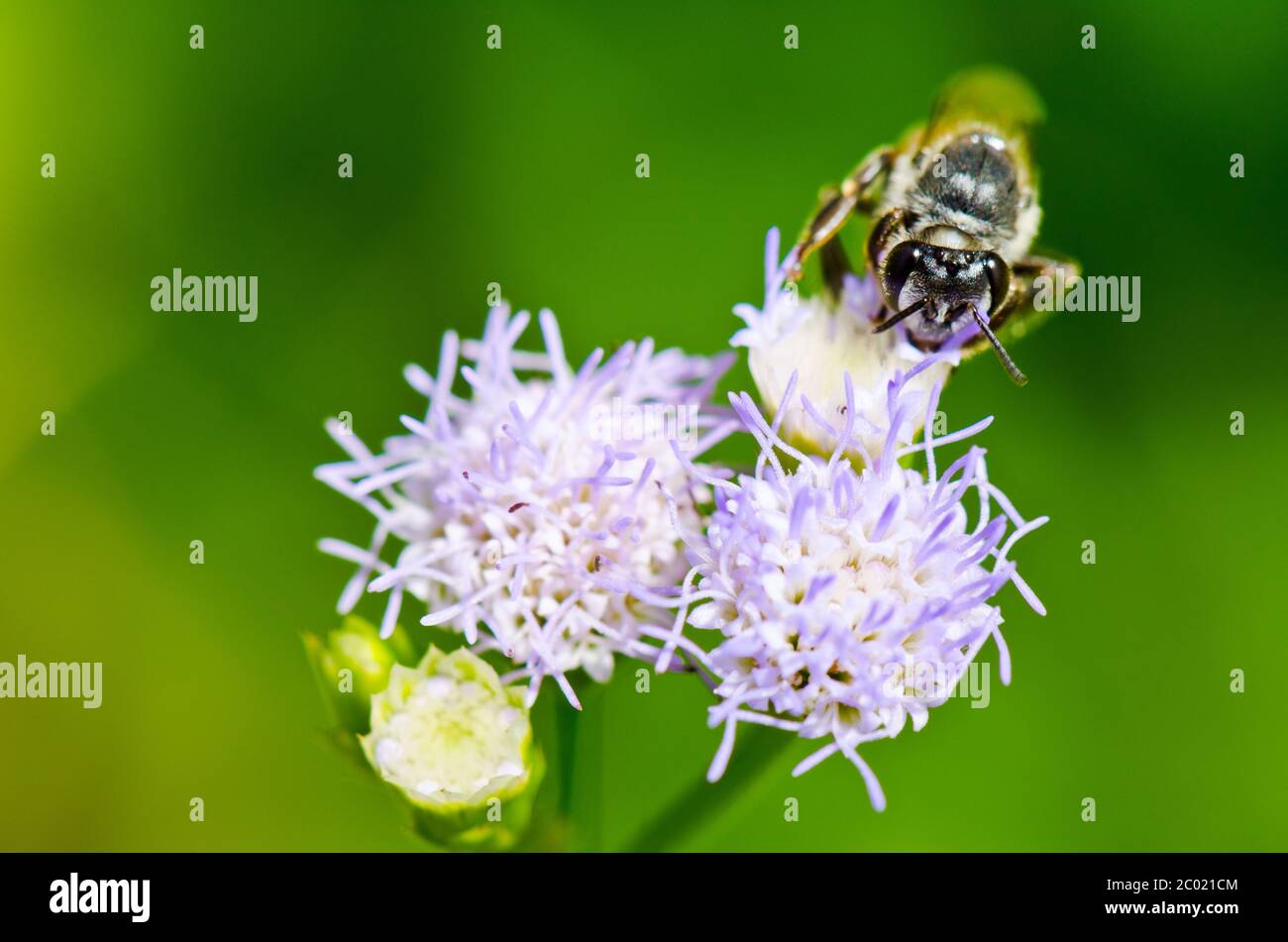 Small bees looking for nectar Stock Photo