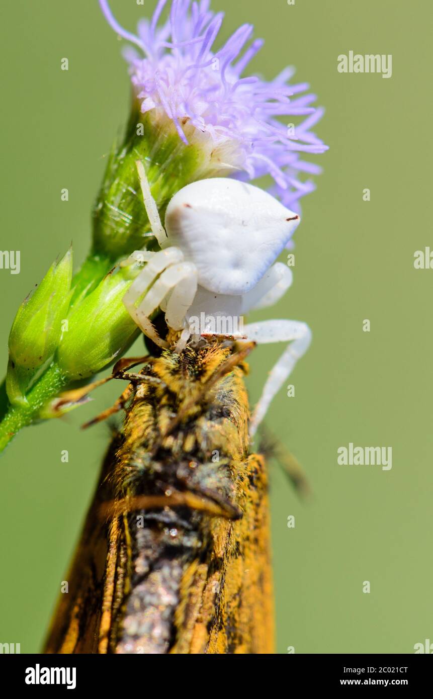 White Crab Spider on flower Stock Photo