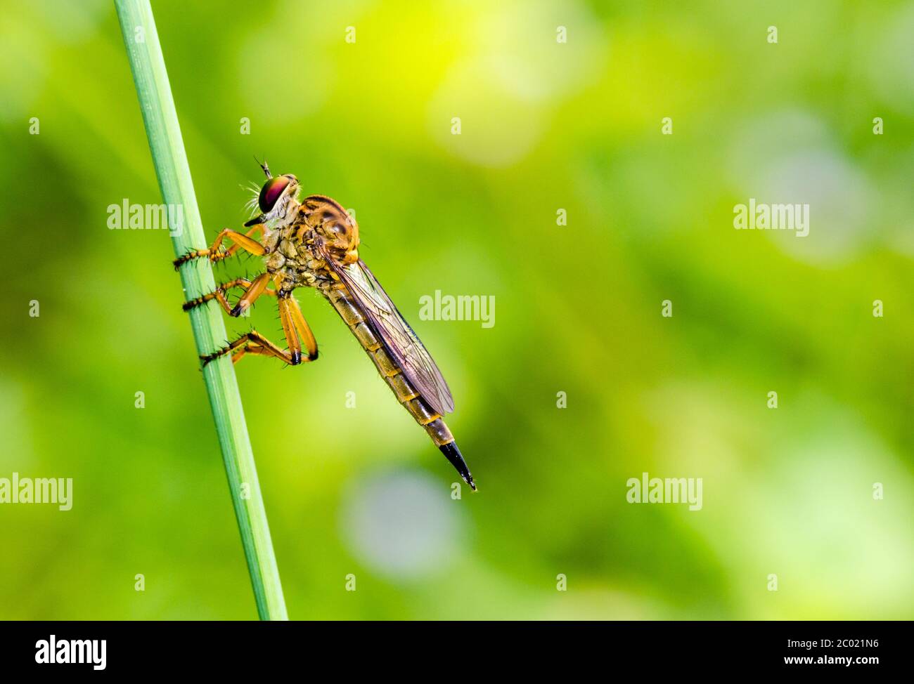 Resembles dragonfly hi-res stock photography and images - Alamy