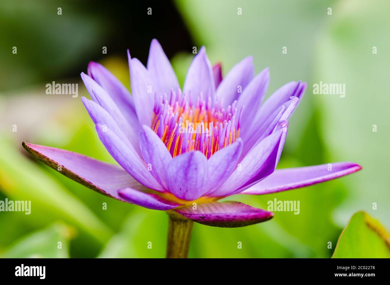 Purple Lotus flower ( Nymphaea Nouchali ) Stock Photo