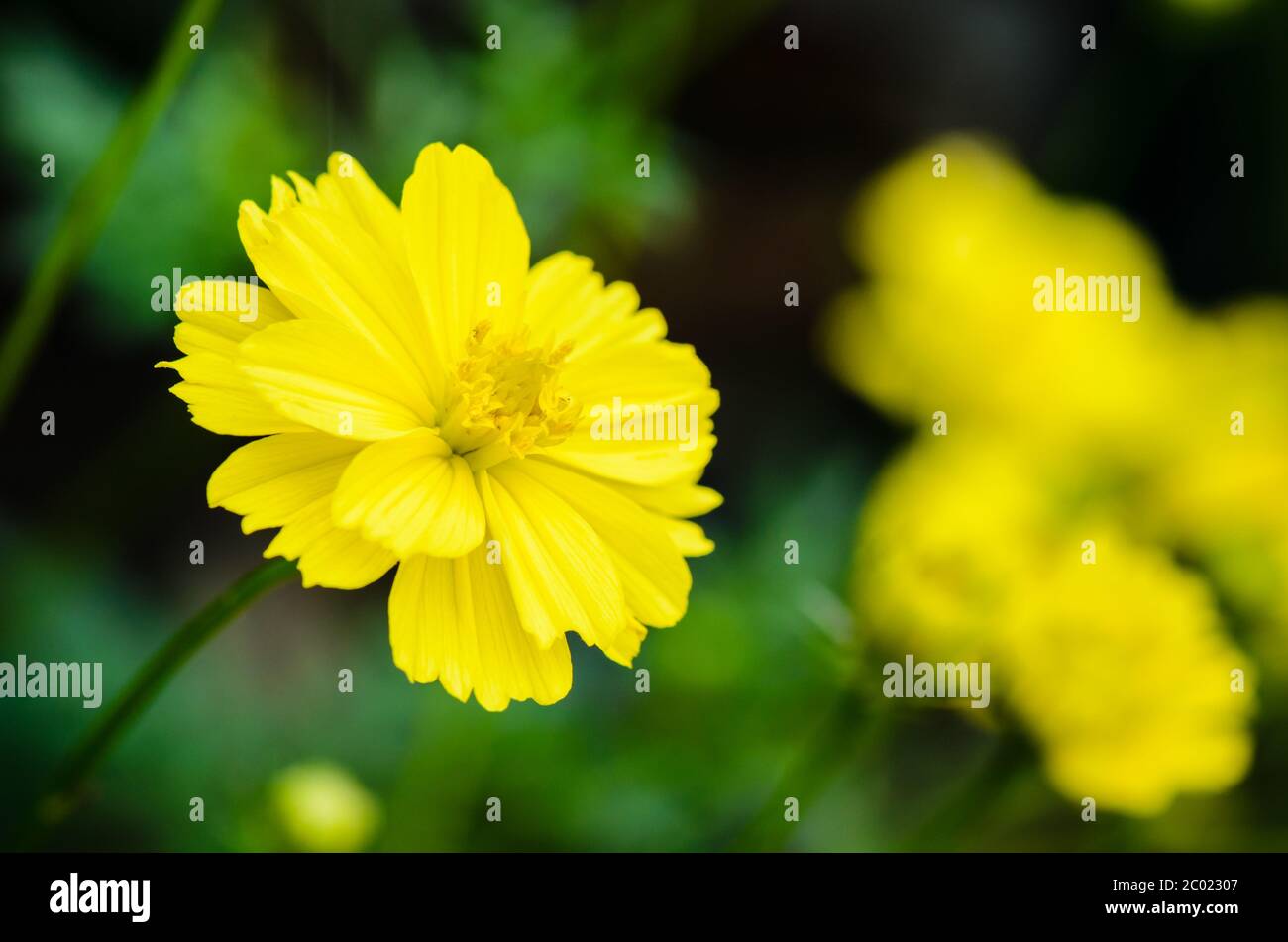 Beautiful yellow cosmos flower blooming hi-res stock photography and ...