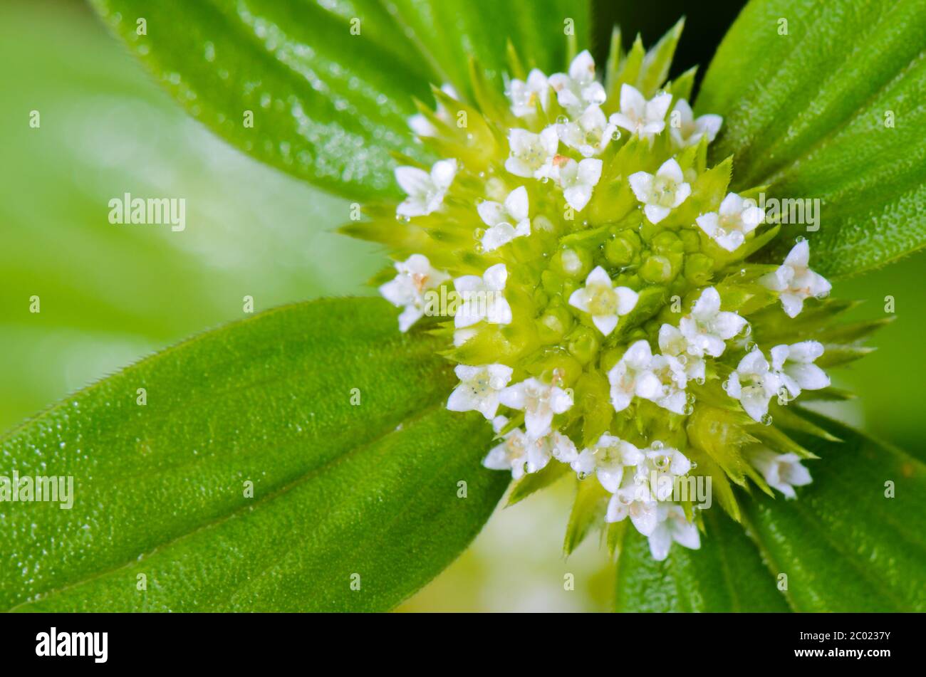 Small white flowers of Spermacoce Ocymoides Stock Photo