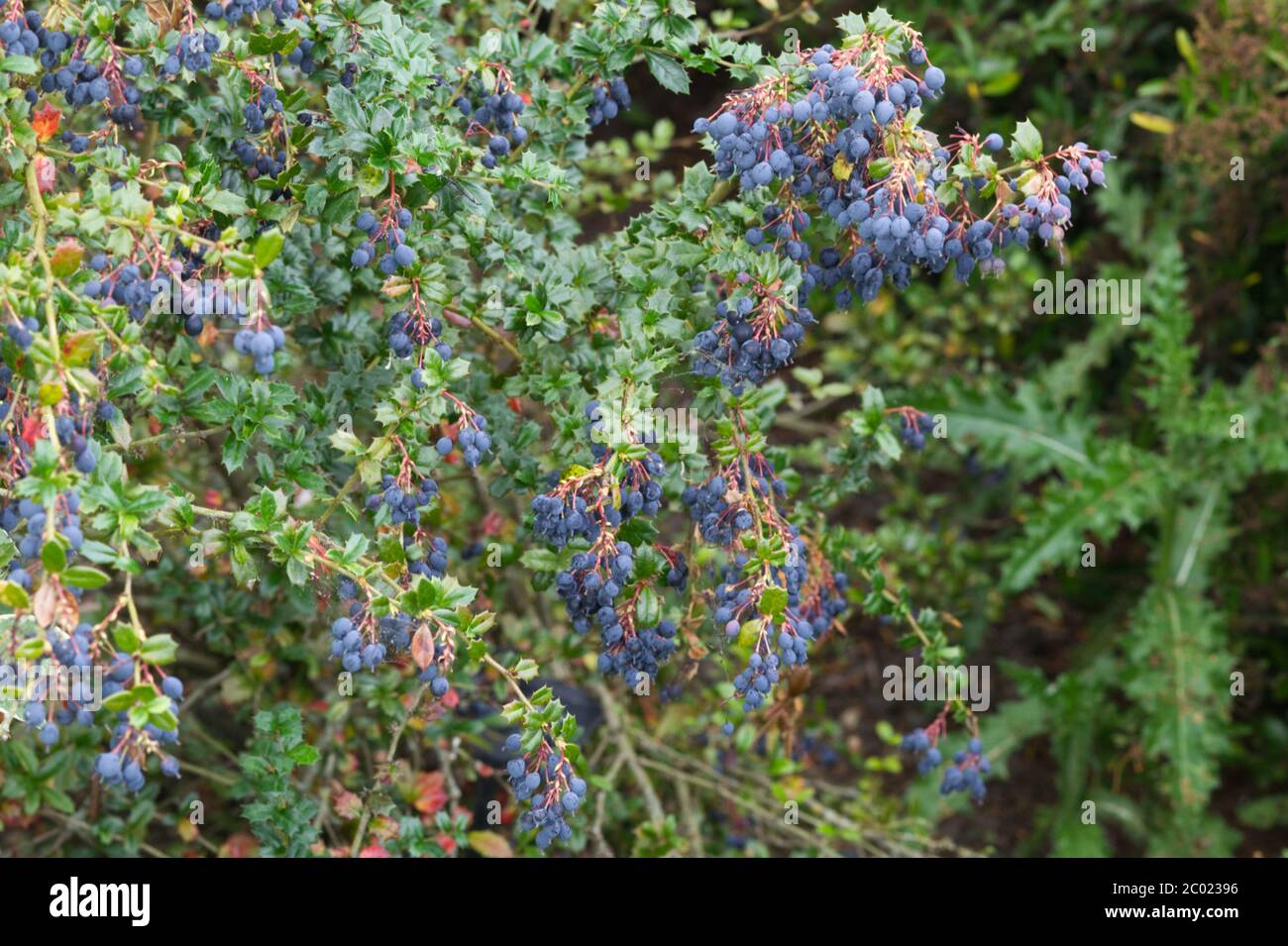 Berberis darwinii berries, Stock Photo
