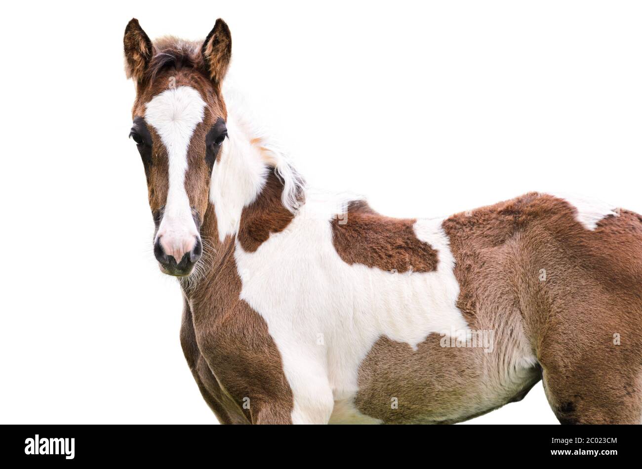 Brown and white horse isolated Stock Photo Alamy