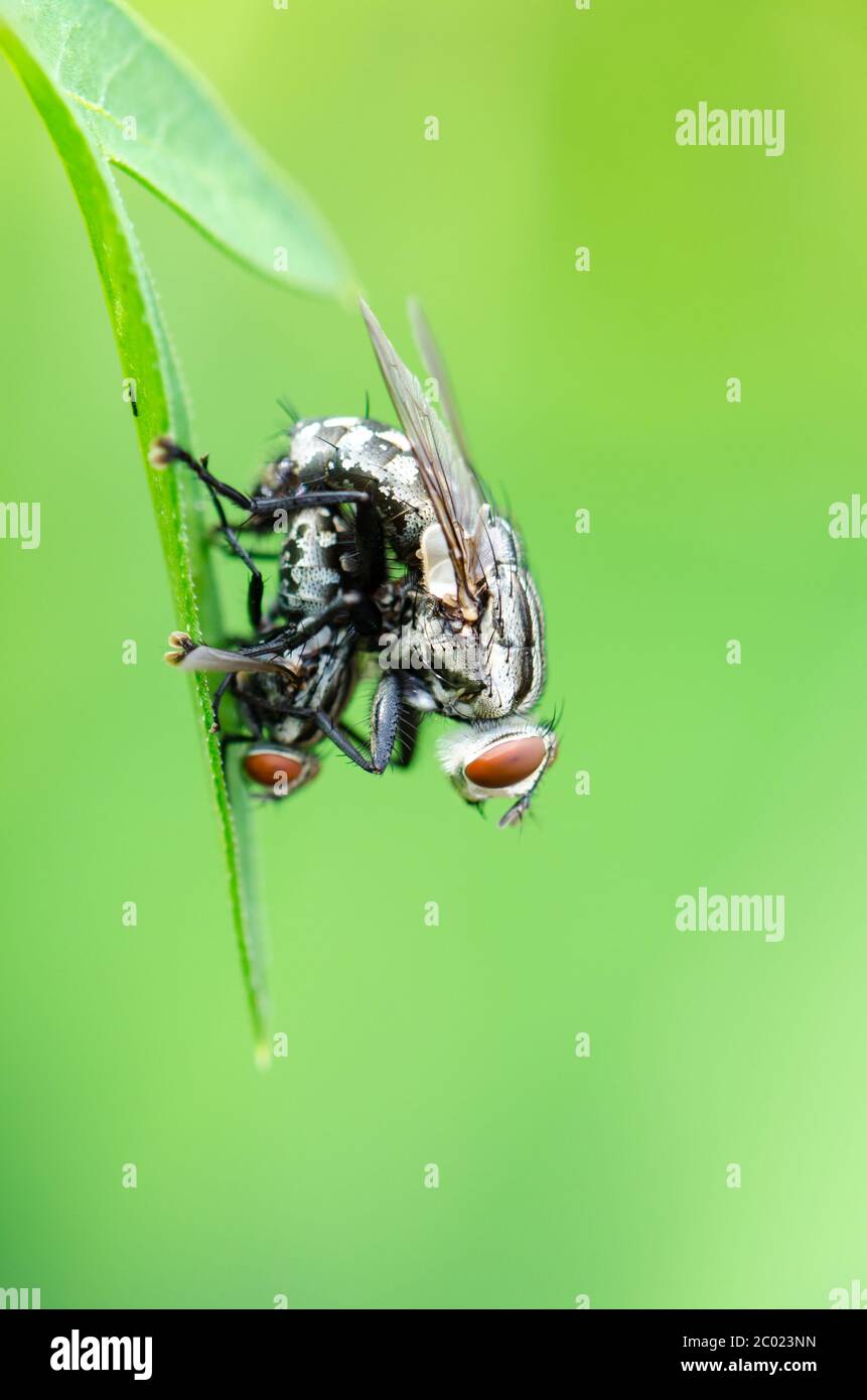 Flesh Fly mating Stock Photo - Alamy