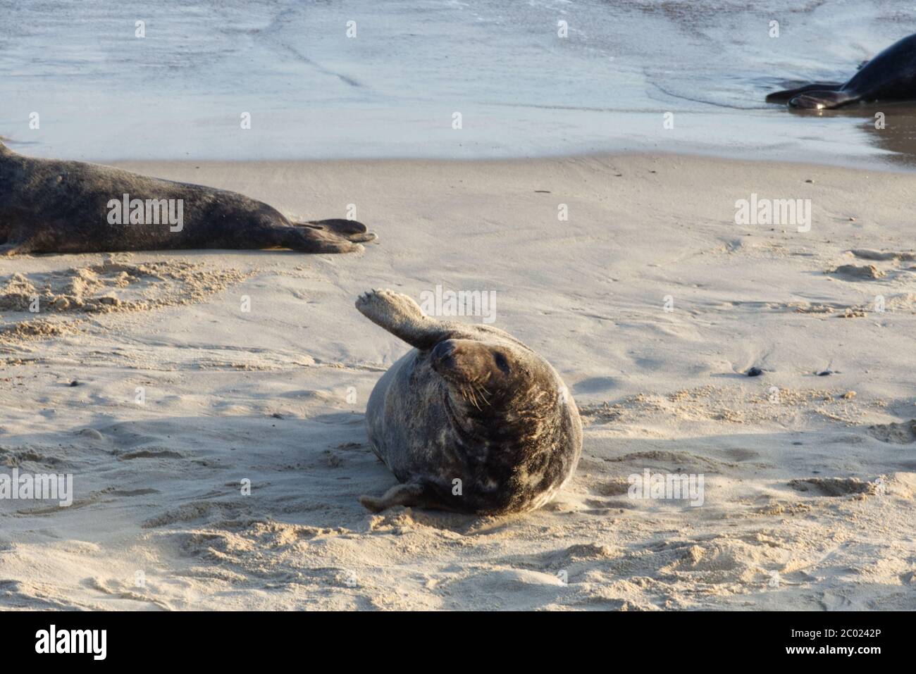 Gray seal on Horsey Beach Norfolk. Stock Photo