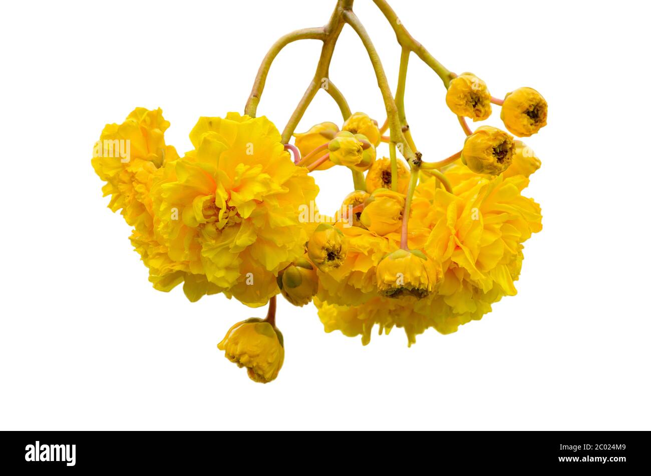 Yellow flowers of Cochlospermum Regium on white background Stock Photo