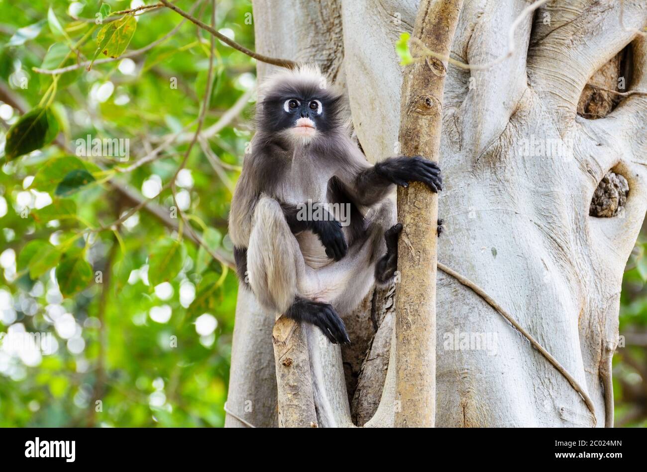 Dusky leaf monkey or Trachypithecus obscurus on tree Stock Photo