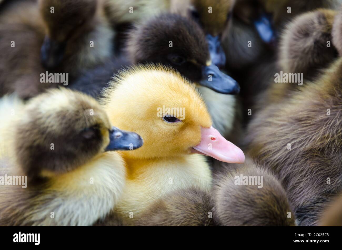 Ducklings For Sale High Resolution Stock Photography And Images Alamy