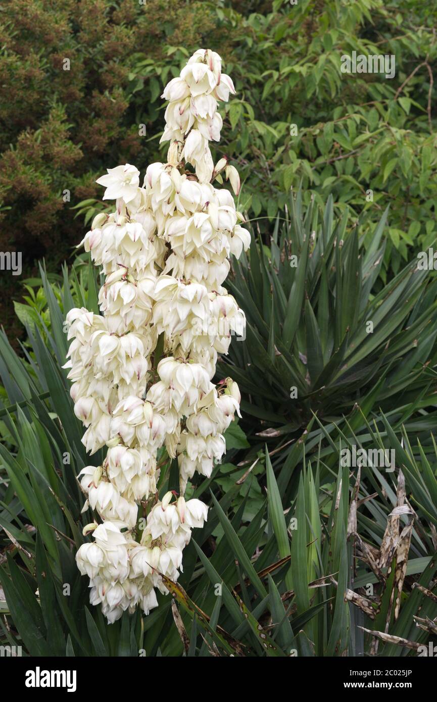 yucca gloriosa flowering in the garden Stock Photo