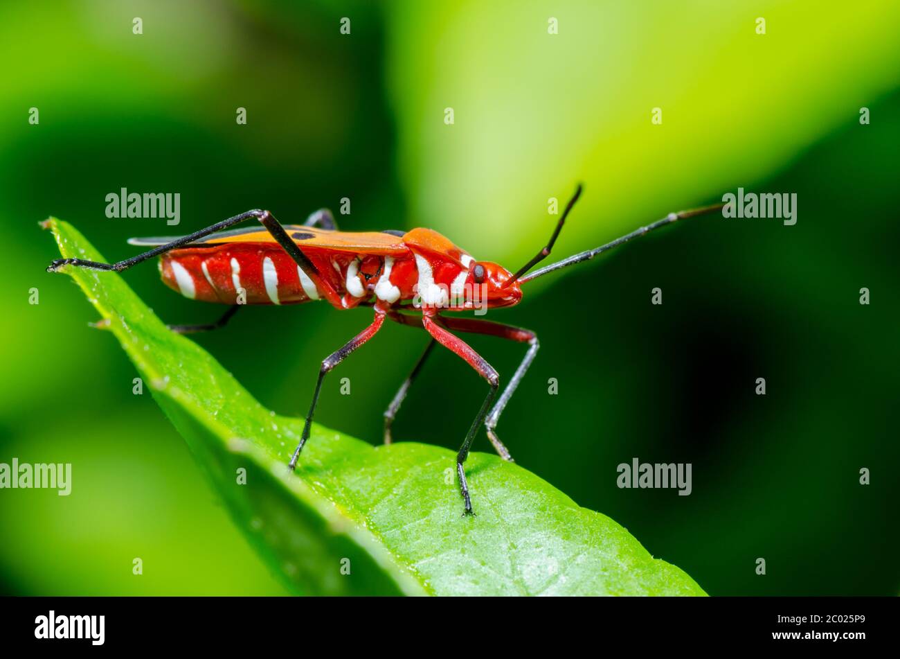 Red Cotton Bug (Dysdercus cingulatus) Stock Photo