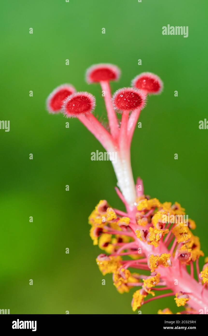 Red Carpel Of The Hibiscus Flowers Stock Photo Alamy red-carpel-of-the-hibiscus-flowers-stock-photo-alamy