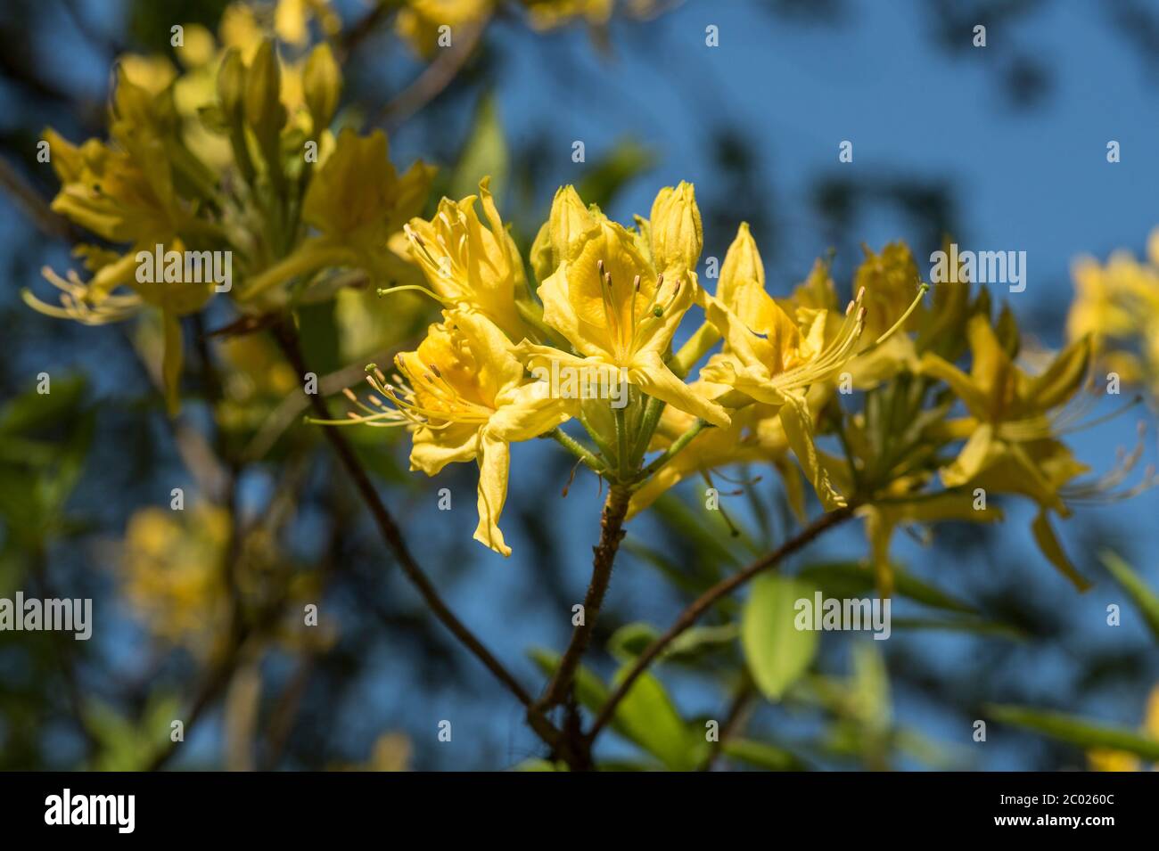 Sweet Azalea High Resolution Stock Photography And Images Alamy
