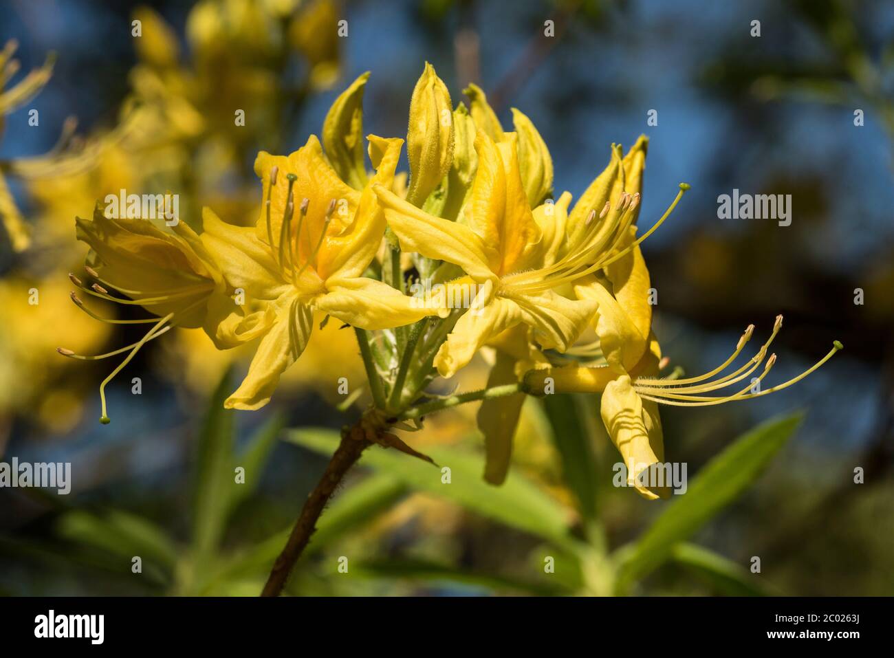 Yellow Rhododendron ( luteum azalea ), deciduous shrub AKA yellow azalea , sweet pontica azalea. Bright color. Stock Photo