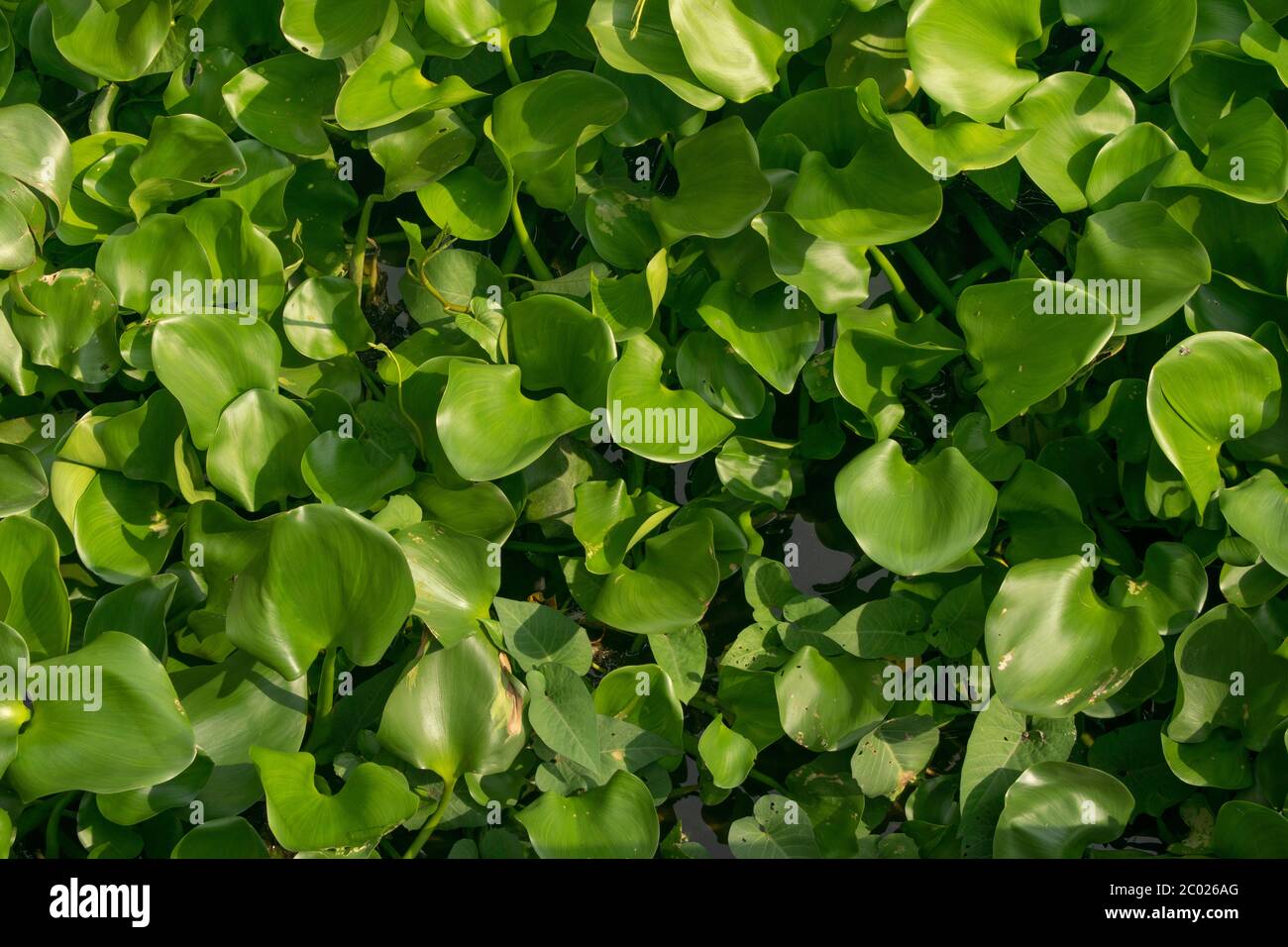 Pattern of Water Hyacinth leaves floating in a river of Thailand Stock Photo