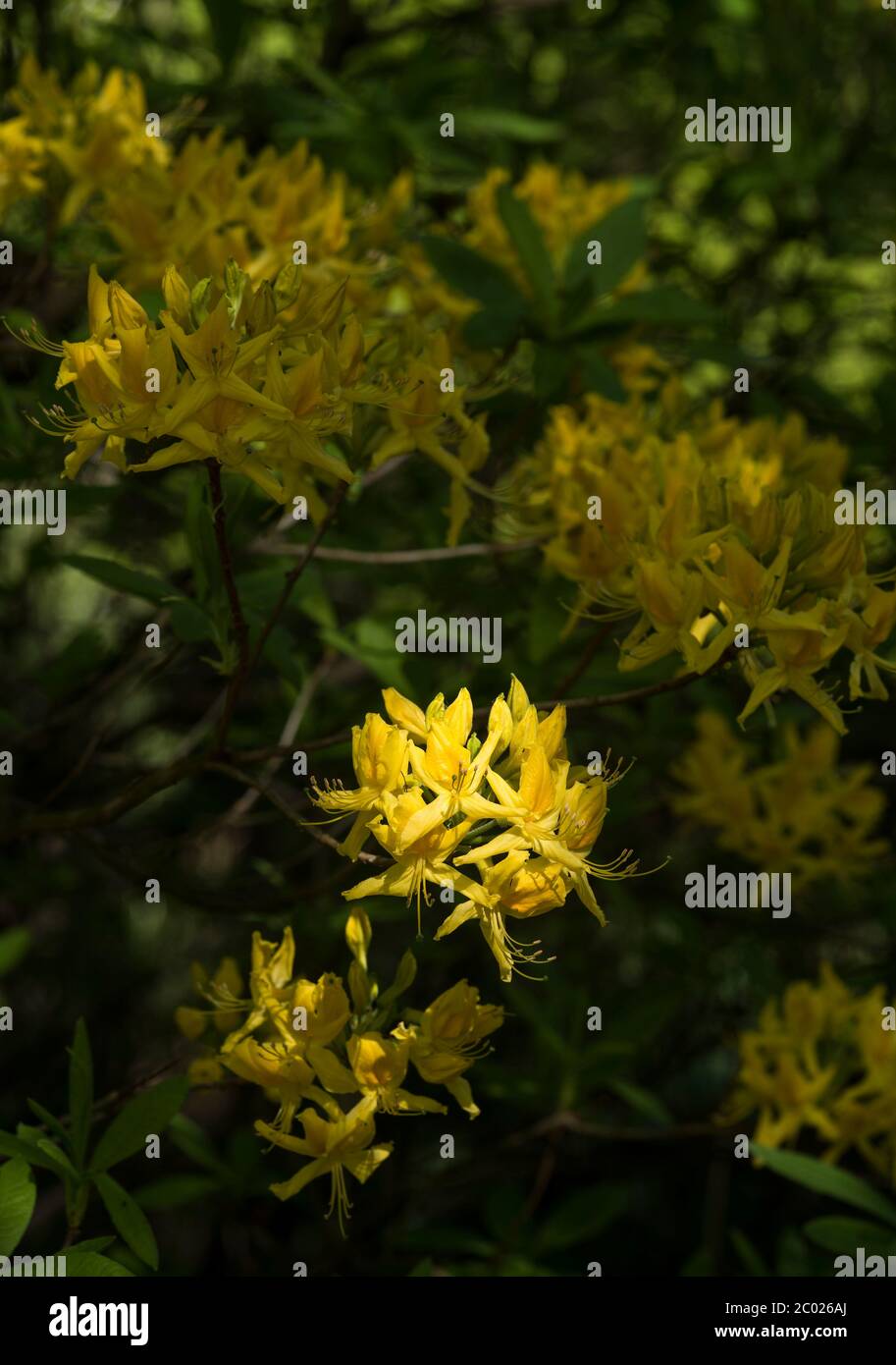 Yellow Rhododendron ( luteum azalea ), deciduous shrub AKA yellow azalea , sweet pontica azalea. Bright color. Stock Photo