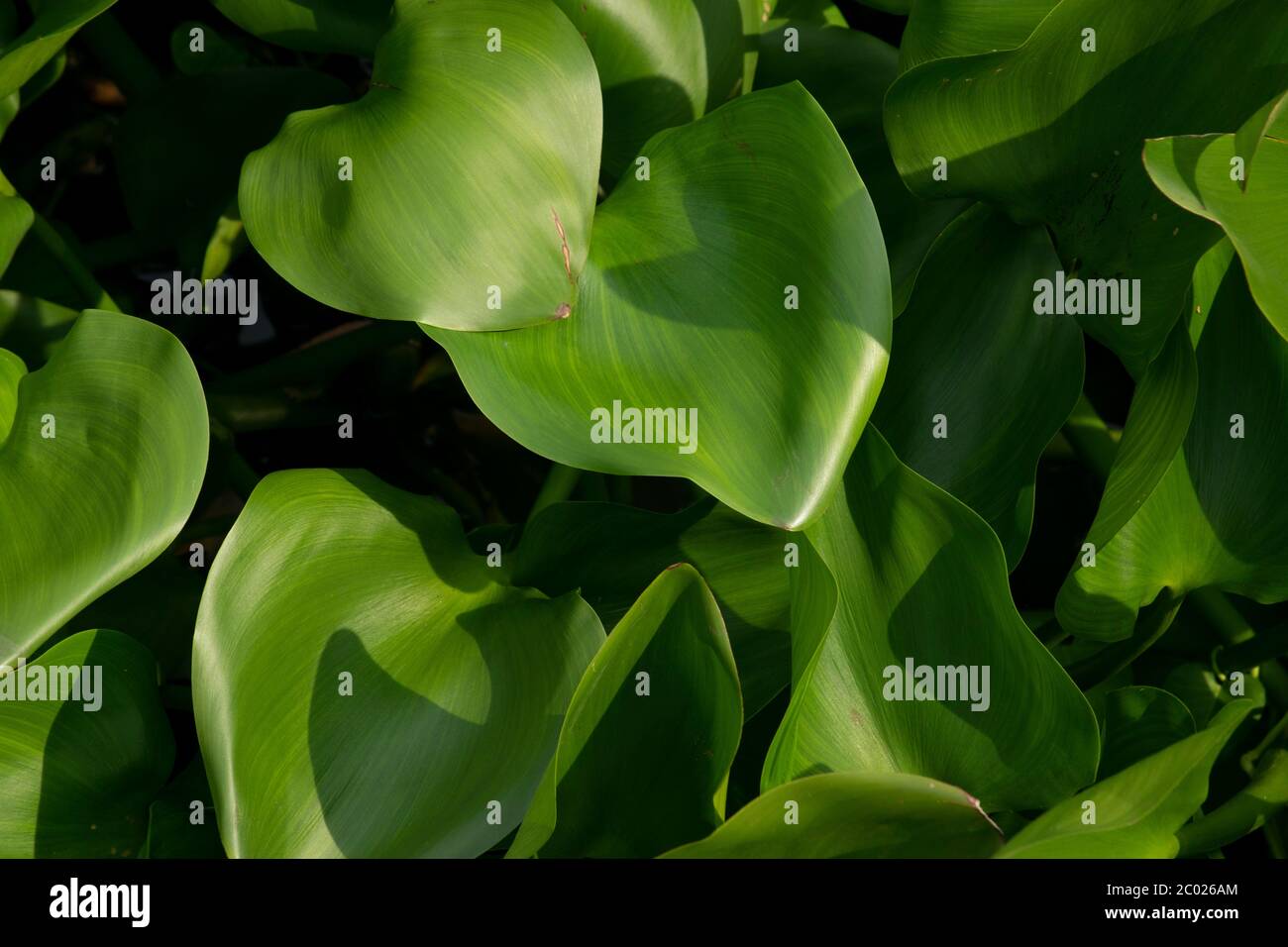 Close-Up Pattern of Water Hyacinth leaves floating in a river of Thailand Stock Photo