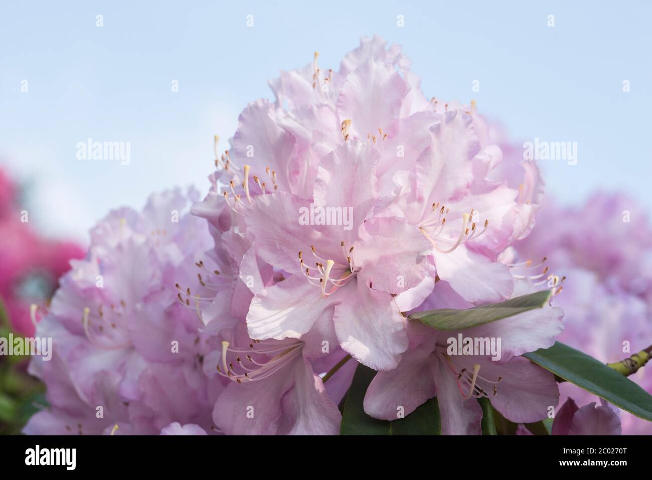 Pale Colouring High Resolution Stock Photography and Images - Alamy