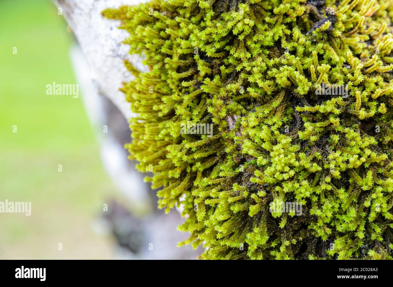 Tree moss close up hi-res stock photography and images - Alamy