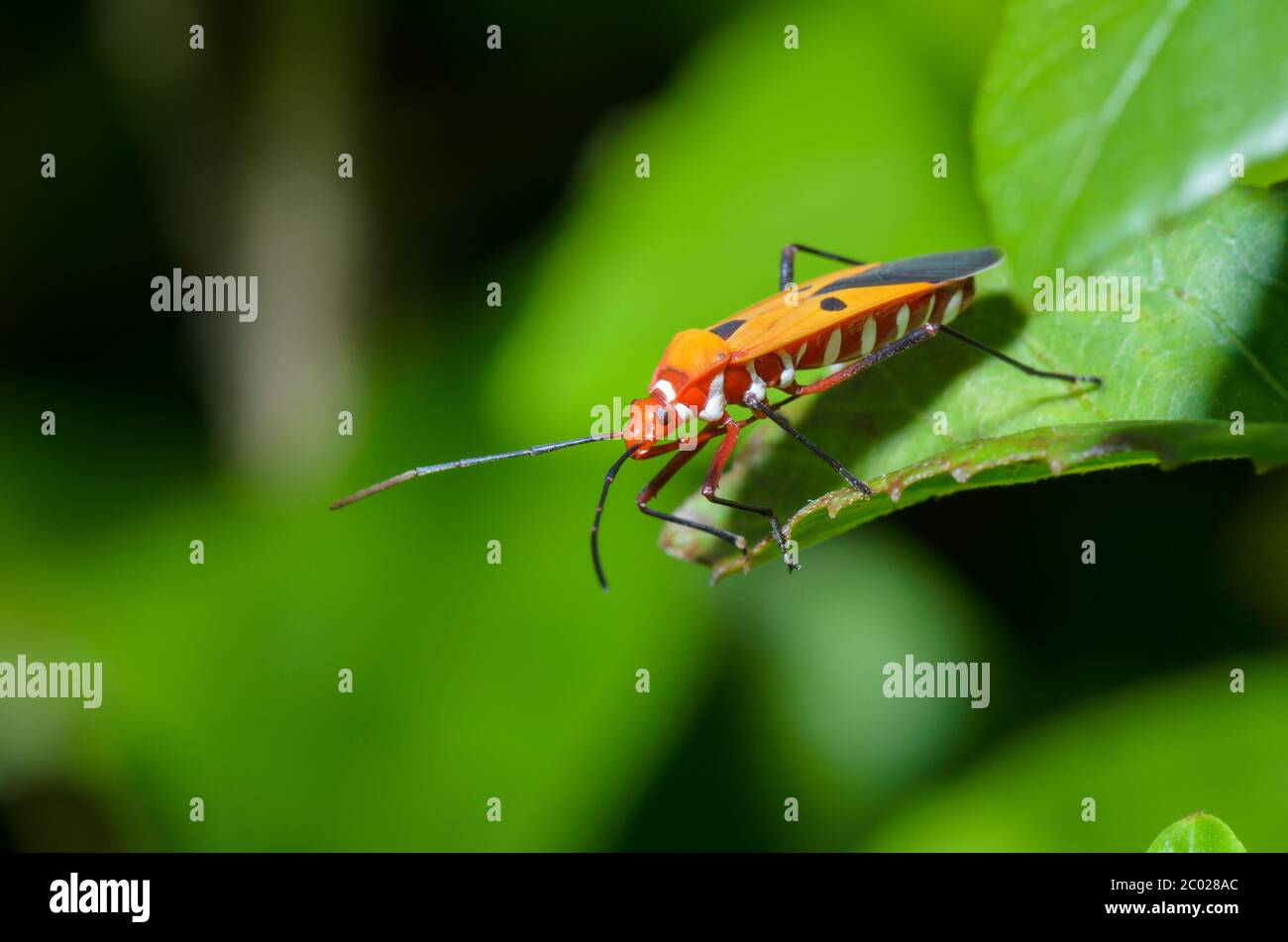 Red Cotton Bug (Dysdercus cingulatus) Stock Photo