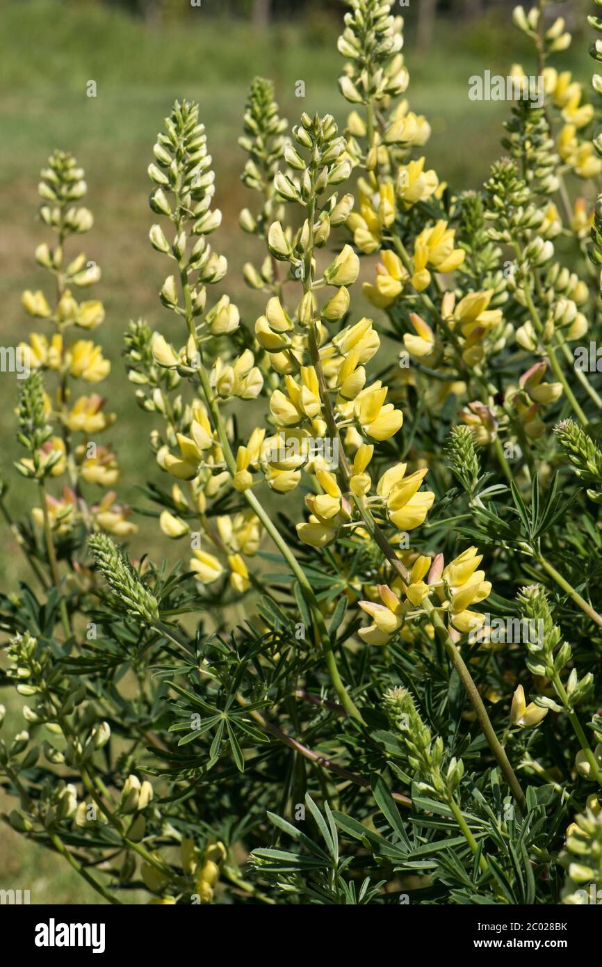 Tree lupin (Lupinus arboreus) small ornamental garden shrub in flower on a fine spring day, Berkshire, May Stock Photo