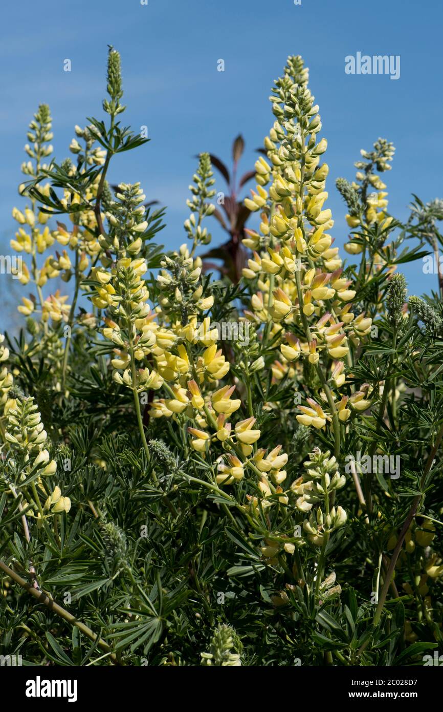 Tree lupin (Lupinus arboreus) small ornamental garden shrub in flower on a fine spring day, Berkshire, May Stock Photo