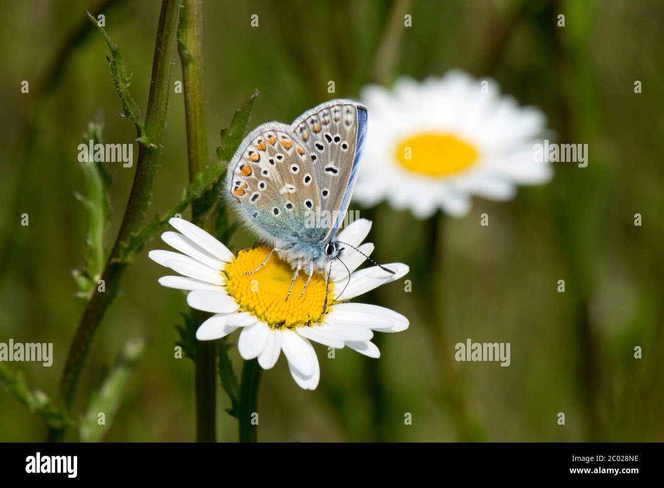 Male common blue butterfly (Polyommatus icarus) pollinating and taking nectar from an ox-eye daisy flower, Berkshire, May Stock Photo
