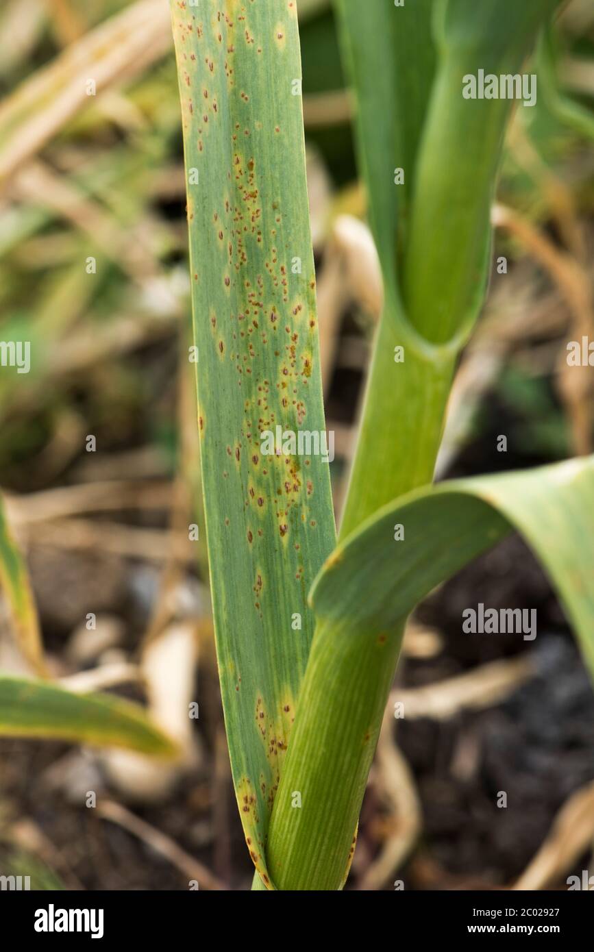 Garlic or leek rust (Puccinia allii) fungal disease pustules on garlic leaves and stem, Berkshire, June Stock Photo
