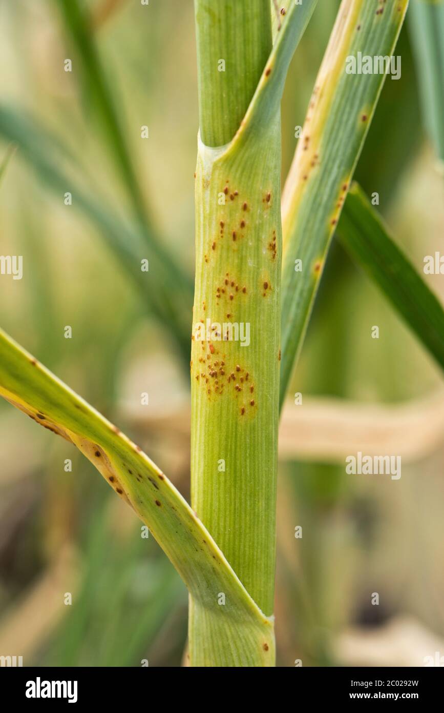 Garlic or leek rust (Puccinia allii) fungal disease pustules on garlic leaves and stem, Berkshire, June Stock Photo