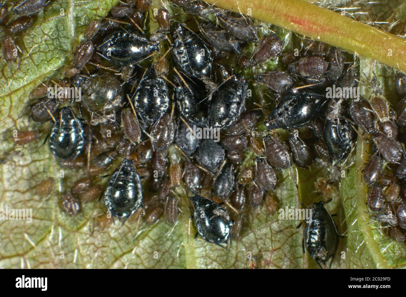 Photomicrograph black cherry aphid or cherry blackfly (Myzus cerasi) infestation on wild cherry leaf, Berkshire, May Stock Photo