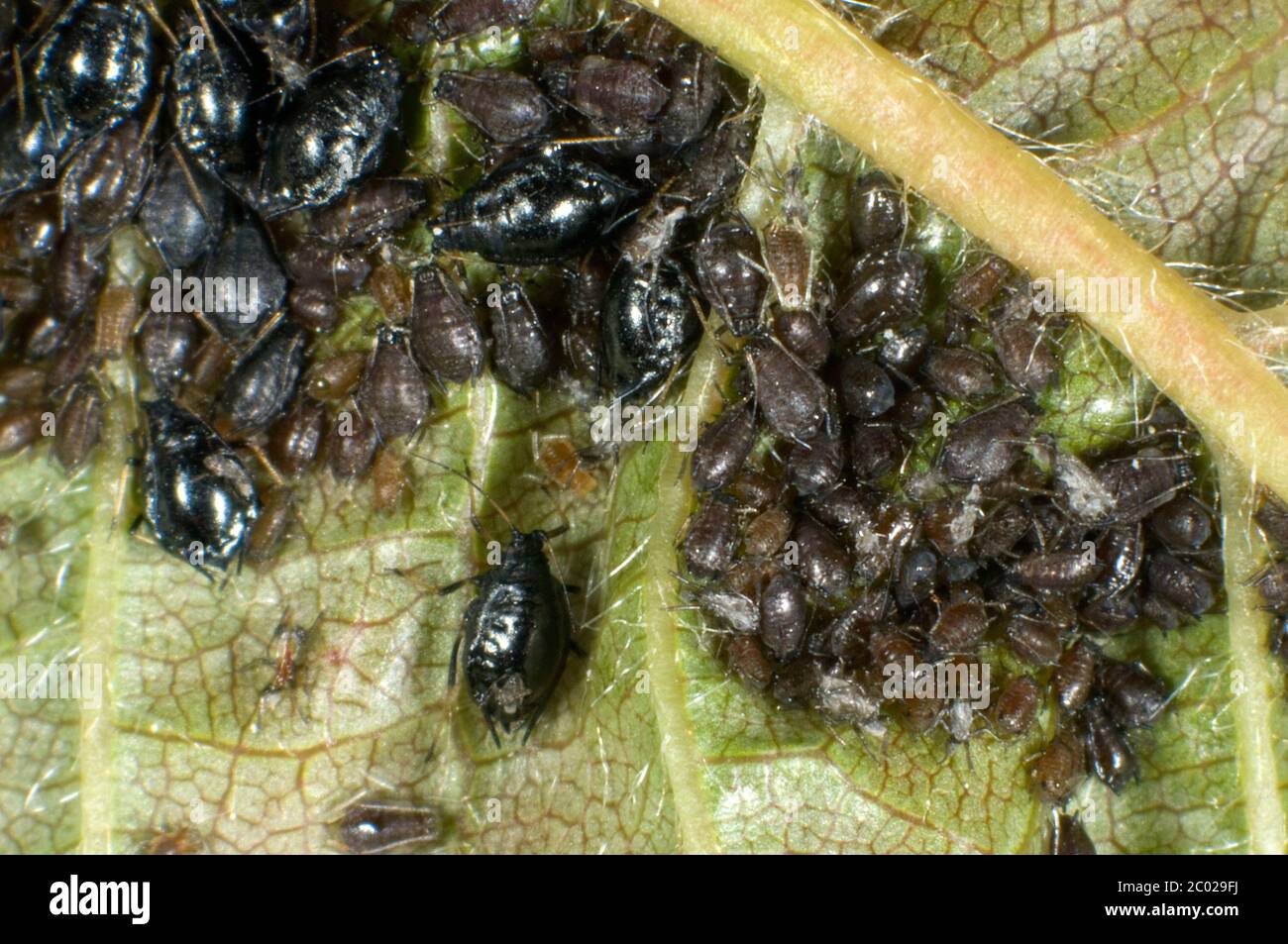 Photomicrograph black cherry aphid or cherry blackfly (Myzus cerasi) infestation on wild cherry leaf, Berkshire, May Stock Photo