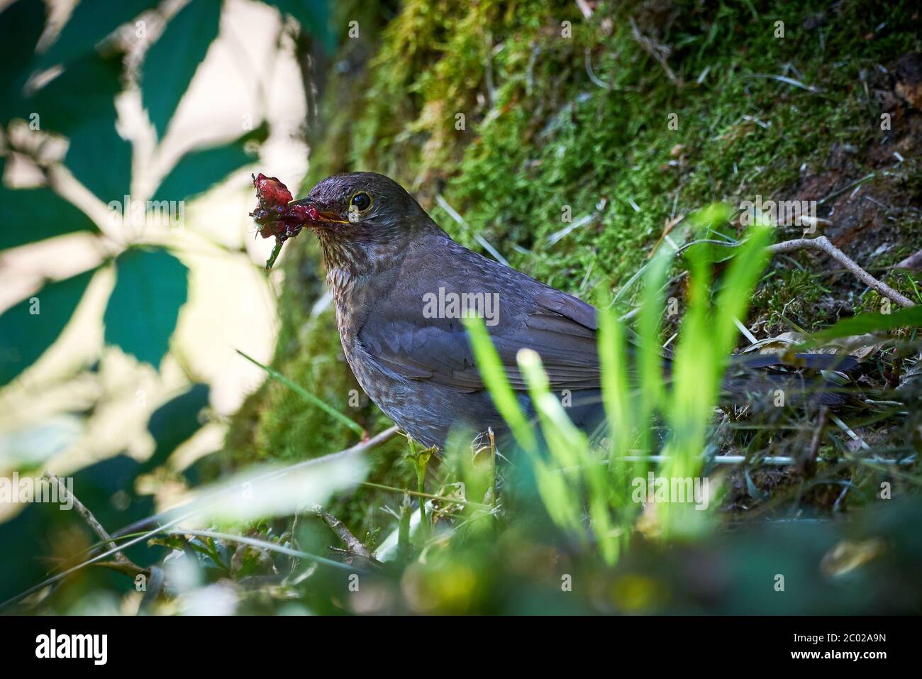 Common Blackbird Feeding Turdus Merula Female Bird Stock Photo Alamy