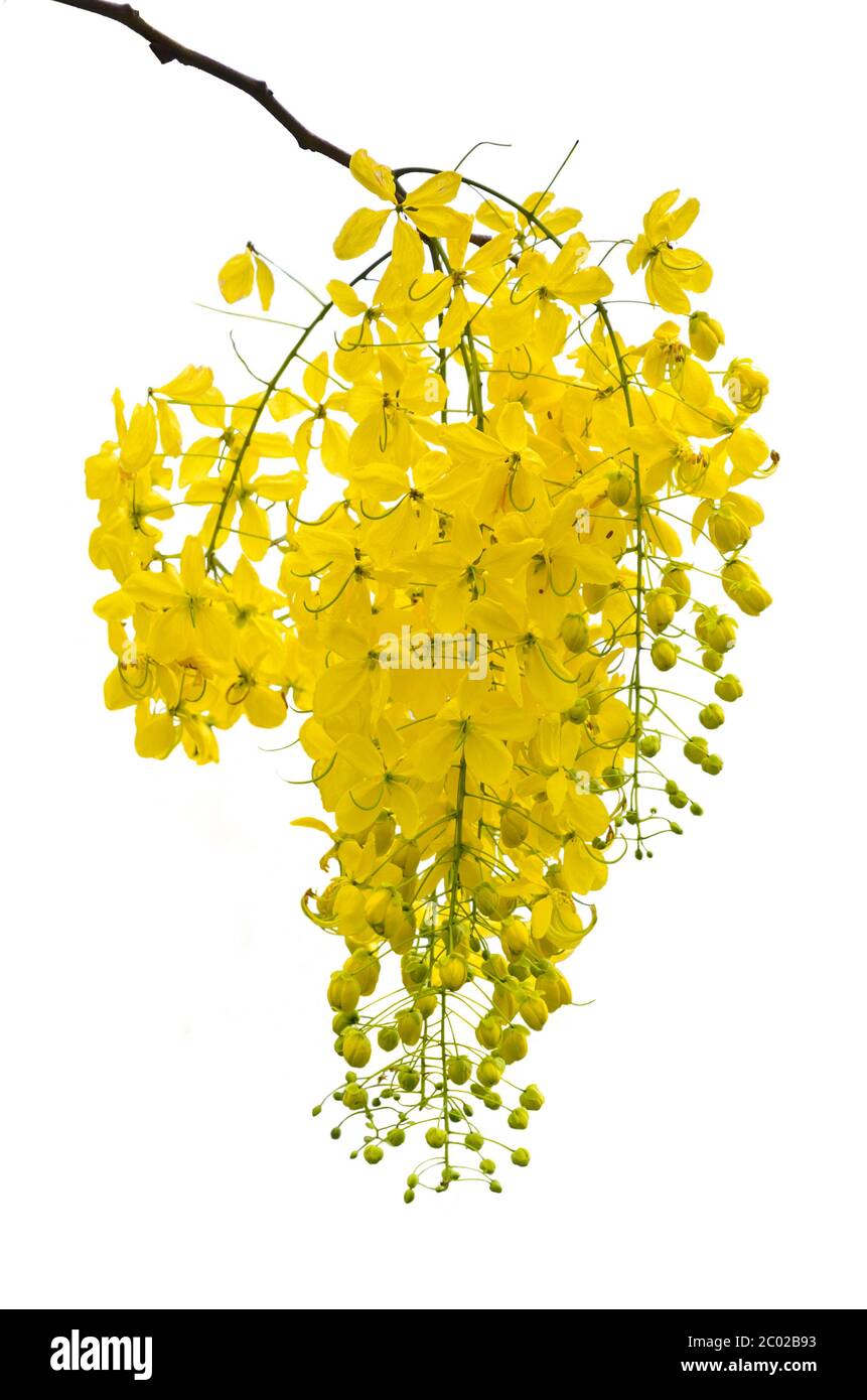 Purging Cassia or Ratchaphruek flowers isolated on white Stock Photo